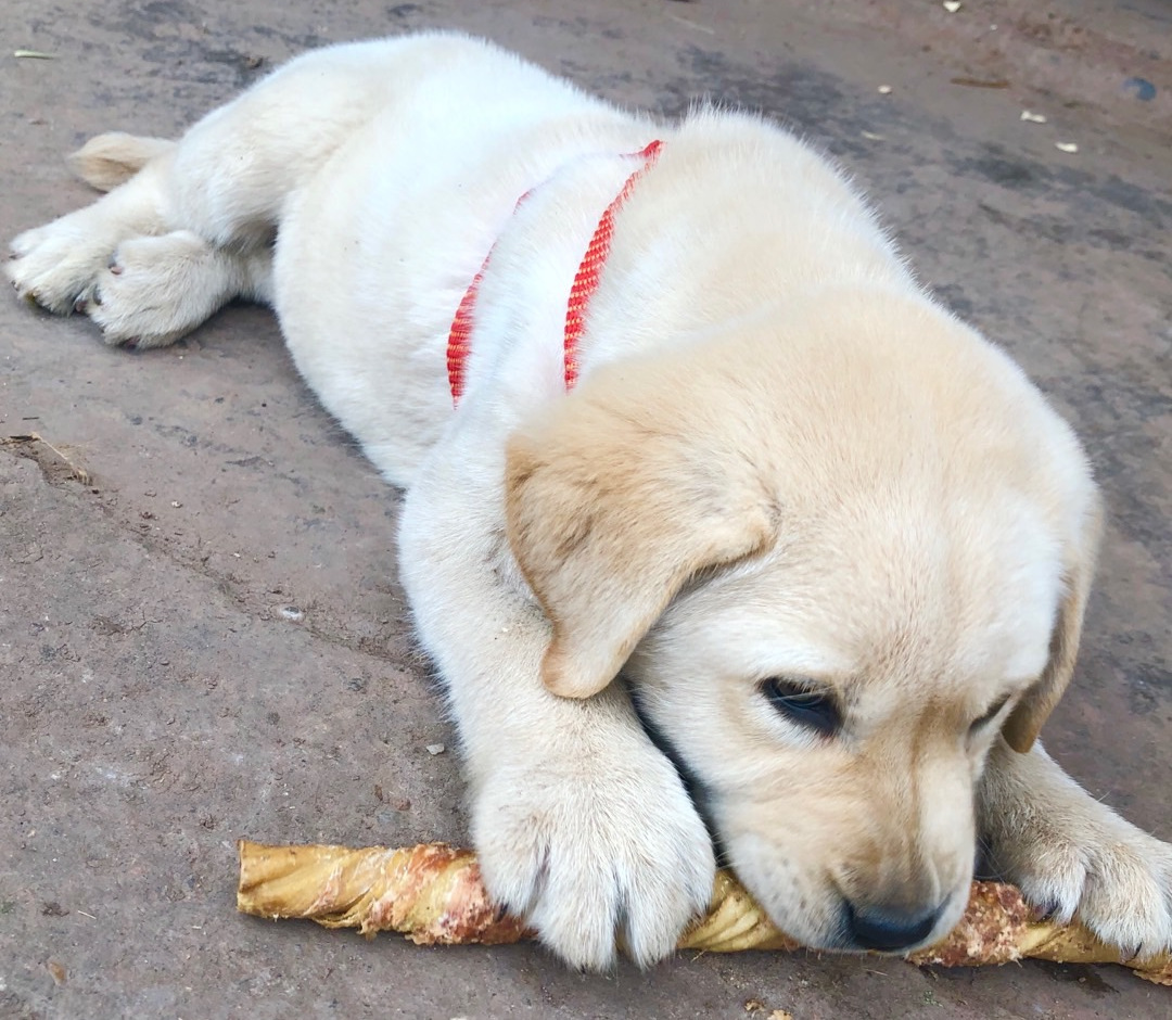 拉布拉多,应该改名拉布拉猪,这个世界上,就没有它不吃的东西